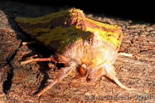Pink-barred Sallow